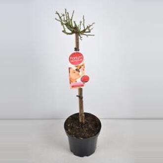 Grootbloemige roos op stam Parfum de Nature (rosa "Duftfestival"®) - Op stam 70 cm - 1 stuks