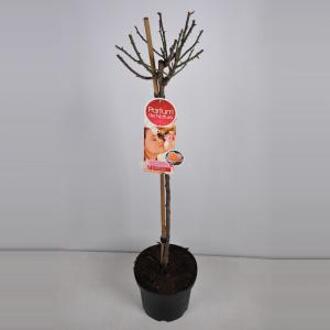 Grootbloemige roos op stam Parfum de Nature (rosa "Scented Memory"®Parfum de Nature) - Op stam 90 cm - 1 stuks