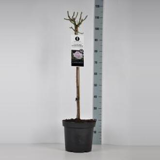 Grootbloemige roos op stam (rosa "A Whiter Shade of Pale"®) - Op stam 70 cm - 1 stuks