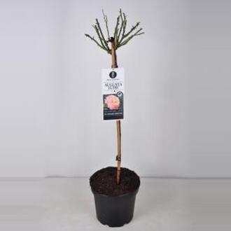 Grootbloemige roos op stam (rosa "Augusta Luise"®) - Op stam 70 cm - 1 stuks