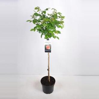 Grootbloemige roos op stam (rosa "Chippendale"®) - Op stam 70 cm - 1 stuks