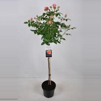Grootbloemige roos op stam (rosa "Chippendale"®) - Op stam 90 cm - 1 stuks