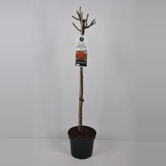 Grootbloemige roos op stam (rosa "Ingrid Bergman"®) - Op stam 90 cm - 1 stuks