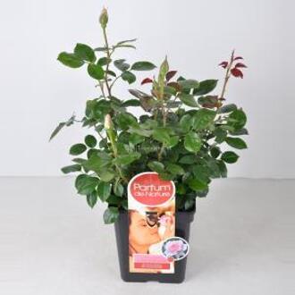 Grootbloemige roos Parfum de Nature (rosa "A Whiter Shade of Pale"®) - C5 - 1 stuks