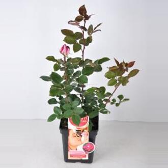 Grootbloemige roos Parfum de Nature (rosa "Acapella"®) - C5 - 1 stuks