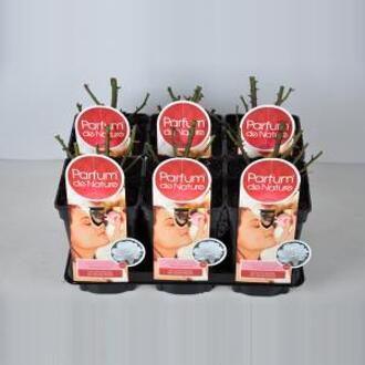 Grootbloemige roos Parfum de Nature (rosa "Annapurna"®) - C3 - 1 stuks