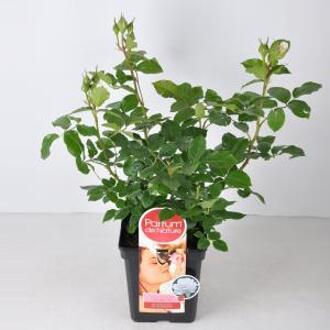 Grootbloemige roos Parfum de Nature (rosa "Annapurna"®) - C5 - 1 stuks