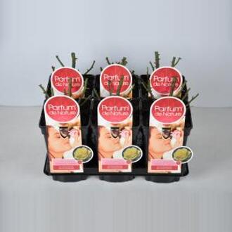 Grootbloemige roos Parfum de Nature (rosa "Diamonds Forever"®) - C3 - 1 stuks