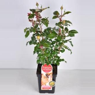 Grootbloemige roos Parfum de Nature (rosa "Diamonds Forever"®) - C5 - 1 stuks