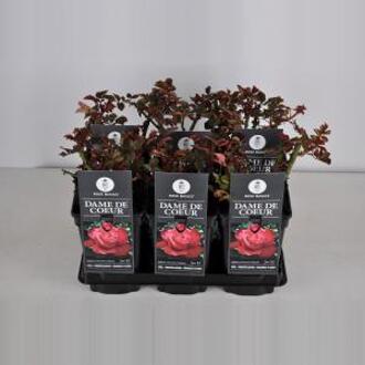 Grootbloemige roos (rosa "Dame de Coeur")