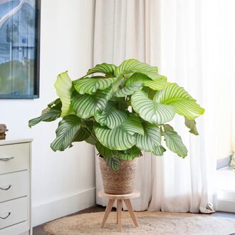 Grote Calathea Orbifolia - Pauwenplant - P27