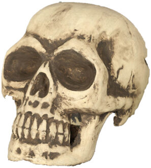 Grote Schedel/doodshoofd - 32 cm Halloween decoratie - Horror themafeest versiering