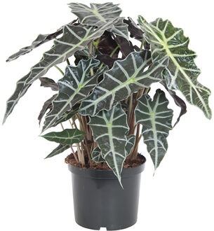 Grote Skeletplant (Alocasia Amazonica 'Polly) - P 24 cm