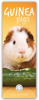 Guinea Pigs Slim Calendar 2025 - Slimline-Kalender (Browntrout) - Calendars, Carousel
