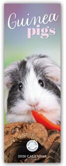 Guinea Pigs Slim Calendar 2026 - Slimline-Kalender (Browntrout) - Carousel Calendar