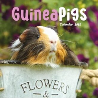 Guinea Pigs Square Mini Calendar 2025 - Calendars, Carousel