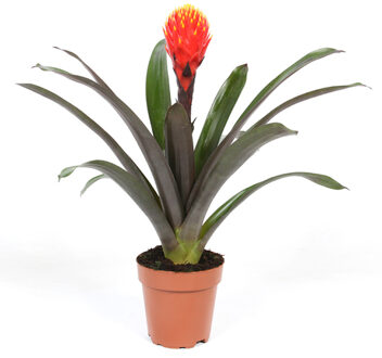 Guzmania 'Tala' (Knotsbromelia) P 12 cm