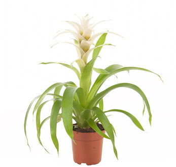 Guzmania wit (Bromelia) - P 12 cm
