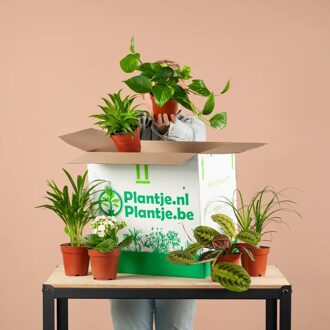 Halve Groene Kneusjesbox (6 stuks)