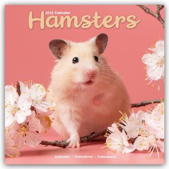 Hamsters Calendar 2025 Square Animal Wall Calendar - 16 Month - Browntrout Wandkalender - Avonside Publishing Ltd