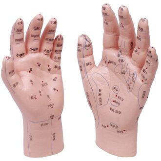 Hand Acupuncure En Massage Model Unit Handen Reflexologie Zone Een Paar, Gemarkeerd In Chinese Karakter.