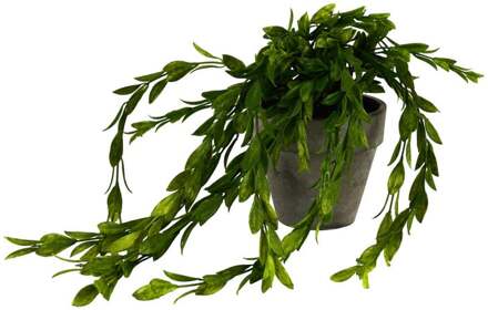 Hangplantje in potje - lang blad