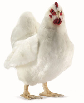 Hansa pluche kip - knuffel - wit - 40 cm - knuffeldier - staand