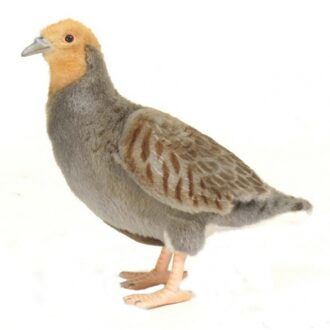 Hansa pluche patrijs knuffel - vogel - 26 cm - dieren
