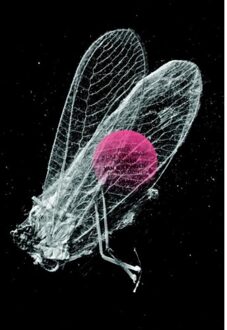 Harmonie, Uitgeverij De Hier kijken we naar - Boek Hannah van Wieringen (9076168865)