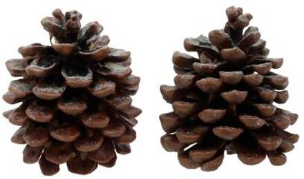 HBX natural living Geur dennenappels Pine Tree 2 stuks bruin