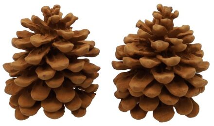 HBX natural living Geur dennenappels Pinus Pinea Cinnamon bruin