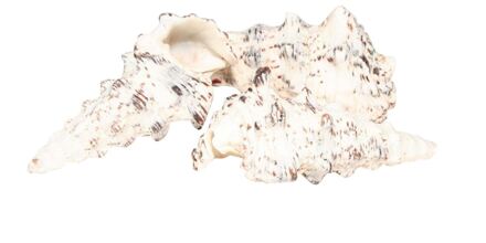 HBX natural living Schelpen Cerethium Nodolosum 500gr wit