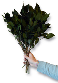 Hedera bladeren geprepareerd groen