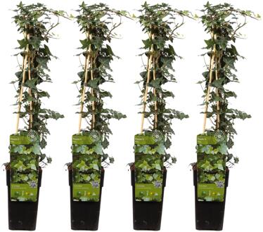 Hedera Helix (4 stuks) - Klimop - P15