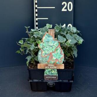 Hedera Helix 'Glacier' - klimop 6 pack