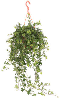 Hedera Helix Jacobine - P 19 cm