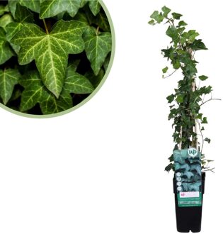 Hedera Helix - Klimop - P15