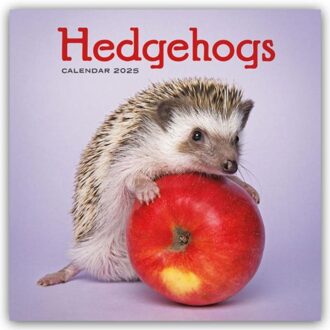 Hedgehogs Square Wall Calendar 2025 - Browntrout Wandkalender - Calendars, Carousel