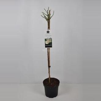 Heesterroos op stam (rosa "Schneewittchen"®) - Op stam 90 cm - 1 stuks