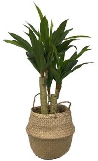 HEM Levensechte Kunst Dracaena fragans 90 cm met pot- Kunst dracena - Kunstplanten Groen