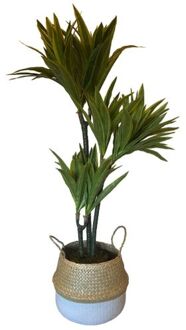 HEM Levensechte Kunst Dracaena Lemon Lime 120 cm met pot- Kunst dracena - Kunstplanten Groen