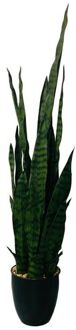 HEM Sansevieria Groen