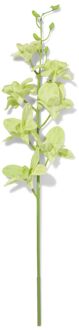 Hema Kunstbloem dendrobium 55cm rubber groen (groen)