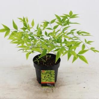 Hemelse bamboe (Nandina domestica “Brightlight”) heester - 25-30 cm - 6 stuks