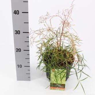 Hemelse bamboe (Nandina domestica “Filamentosa”) heester - 25-30 cm - 6 stuks