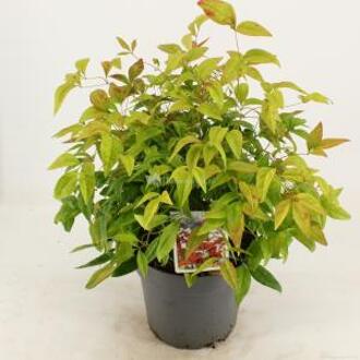 Hemelse bamboe (Nandina domestica “Fire Power”) heester - 30-40 cm - 8 stuks