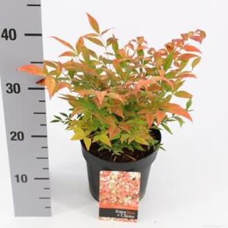 Hemelse bamboe (Nandina domestica “Gulfstream”) heester - 25-30 cm - 6 stuks