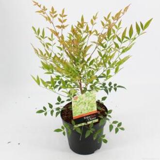 Hemelse bamboe (Nandina domestica) heester - 25-30 cm - 6 stuks