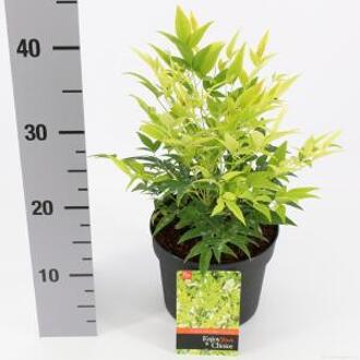 Hemelse bamboe (Nandina domestica “Lemon and Lime”®) heester - 25-30 cm - 6 stuks
