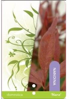 Hemelse bamboe (Nandina domestica “Nana”) heester - 25-30 cm - 12 stuks